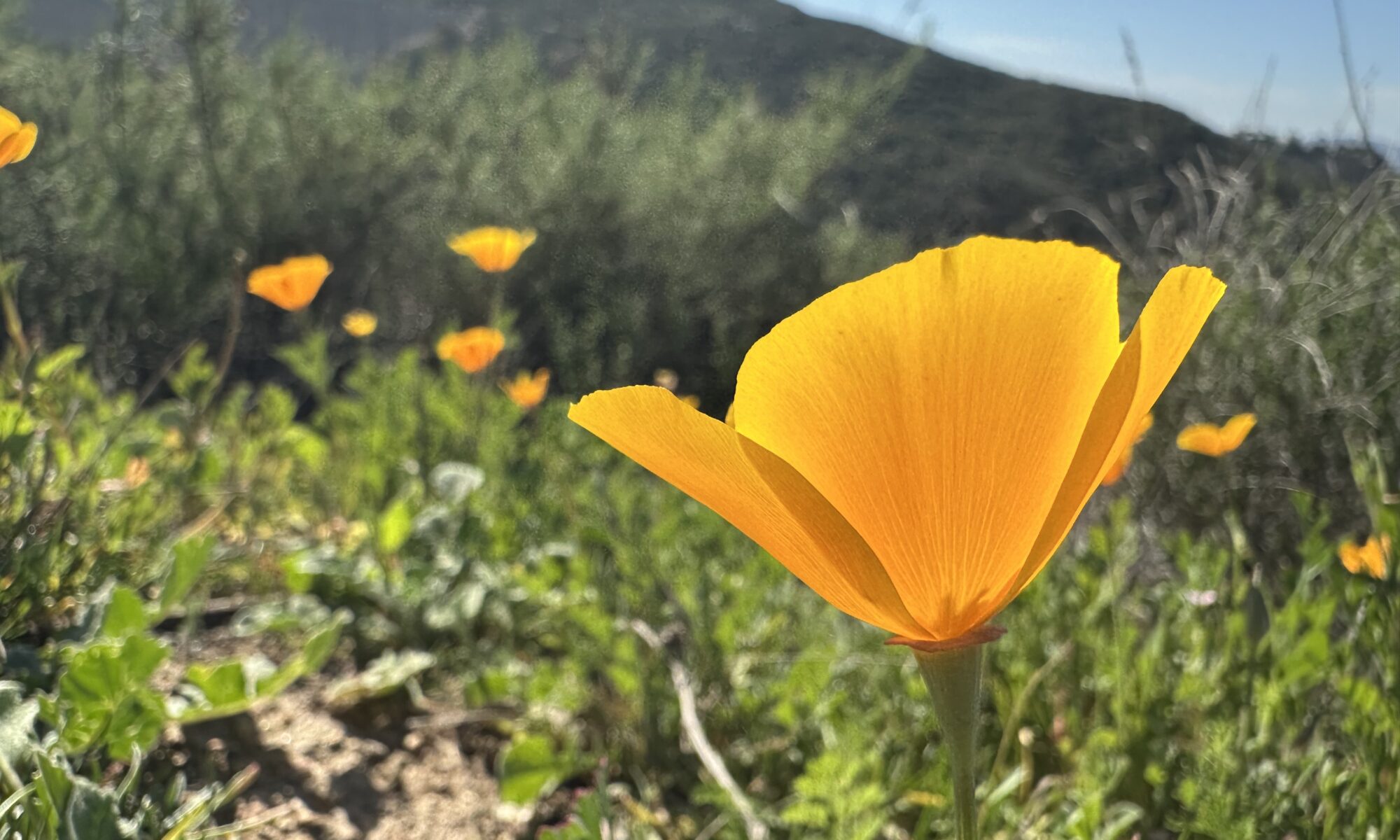 photo of a California poppy near Lake Poway